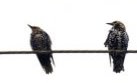 depositphotos_1730093-stock-photo-birds-on-a-wire-isolated.jpg