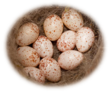 Parus-major-eggs-4.jpg