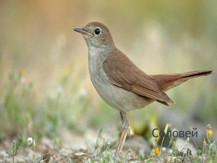 Соловей