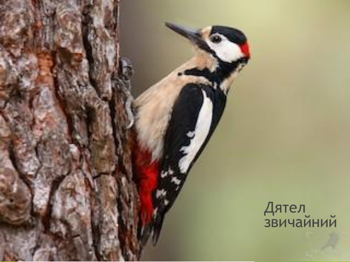 Дятел звичайний