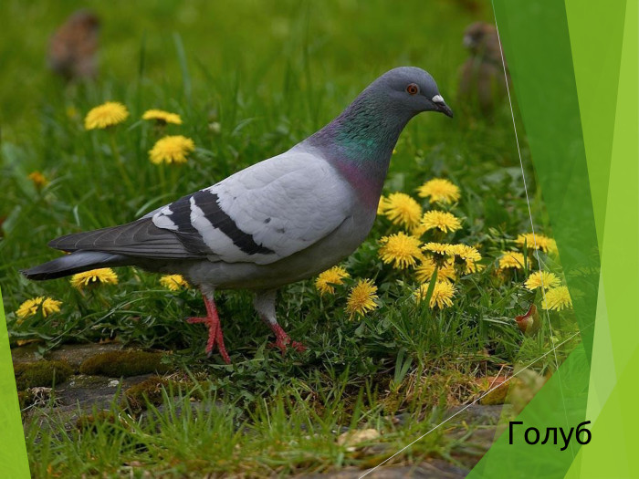 Голуб 