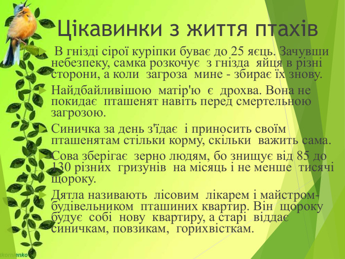 Цікавинки з життя птахів В гнізді сірої куріпки буває до 25 яєць. Зачувши небезпеку, самка розкочує з гнізда яйця в різні сторони, а коли загроза мине - збирає їх знову. Найдбайливішою матір'ю є дрохва. Вона не покидає пта­шенят навіть перед смертельною загрозою. Синичка за день з'їдає і приносить своїм пташенятам стіль­ки корму, скільки важить сама. Сова зберігає зерно людям, бо знищує від 85 до 130 різних гризунів на місяць і не менше тисячі щороку. Дятла називають лісовим лікарем і майстром-будівельником пташиних квартир. Він щороку будує собі нову квартиру, а старі віддає синичкам, повзикам, горихвісткам.