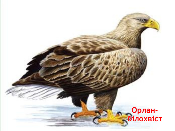 Орлан-білохвіст