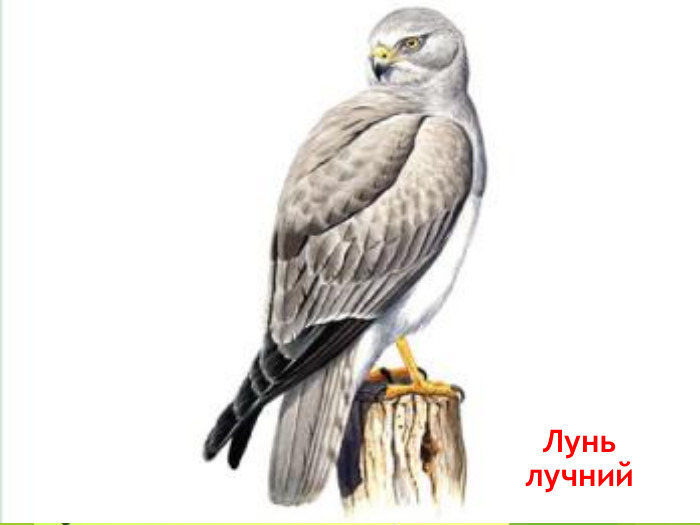 Лунь лучний