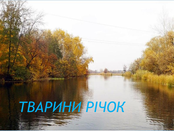 ТВАРИНИ РІЧОК