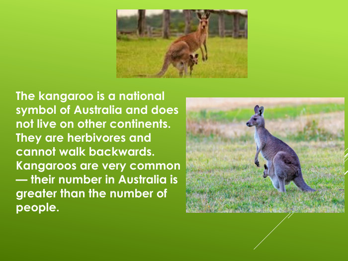 The kangaroo is a national symbol of Australia and does not live on other continents. They are herbivores and cannot walk backwards. Kangaroos are very common — their number in Australia is greater than the number of people. 
