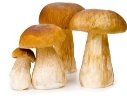 Картинки по запросу картинка грибы