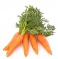 Картинки по запросу картинка морковка