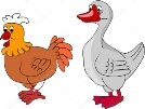 http://st.depositphotos.com/1793489/3635/v/950/depositphotos_36355075-Chicken-and-Duck-living-on-a-farm.jpg