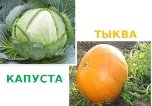 http://liptorg-cp.ru/wp-content/uploads/2017/11/kapusta-i-tyikva-640x445.jpg