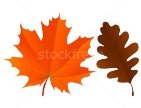 https://img3.stockfresh.com/files/n/nobilior/m/23/481319_stock-photo-red-maple-leaf-and-brown-oak-leaf.jpg