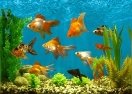 Картинки по запросу рыбки в аквариуме