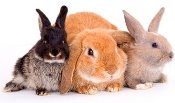 Картинки по запросу картинка кролики