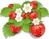 https://static8.depositphotos.com/1002053/1064/v/450/depositphotos_10644398-stock-illustration-strawberry-bush.jpg