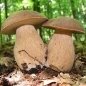 Картинки по запросу картинка грибы