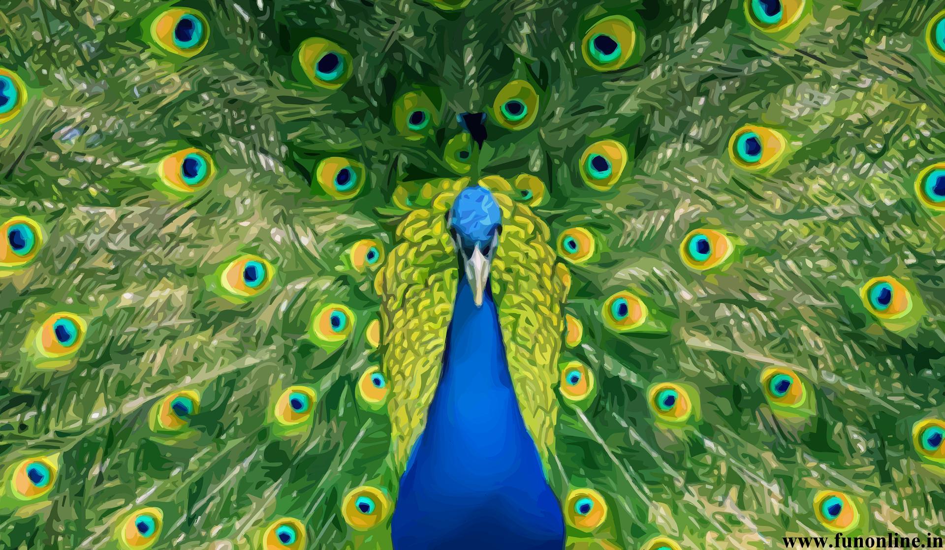 peacock-wallpaper-images.jpg