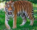 Картинки по запросу тигр