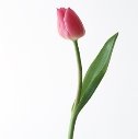 Картинки по запросу тюльпан