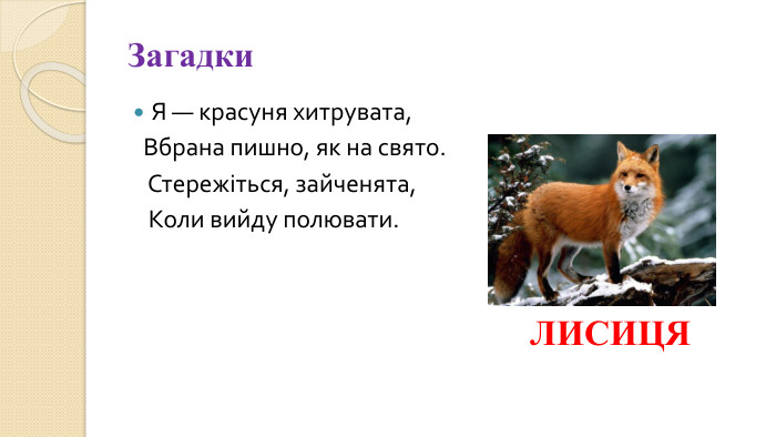 Загадки. Я — красуня хитрувата, Вбрана пишно, як на свято. Стережіться, зайченята, Коли вийду полювати. ЛИСИЦЯ