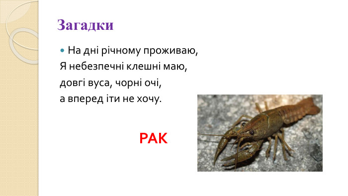 Загадки. На дні річному проживаю,Я небезпечні клешні маю,довгі вуса, чорні очі,а вперед іти не хочу. РАК
