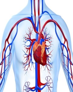 Картинки по запросу "серце людини центральний орган"