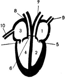 Картинки по запросу "серце людини  схема"