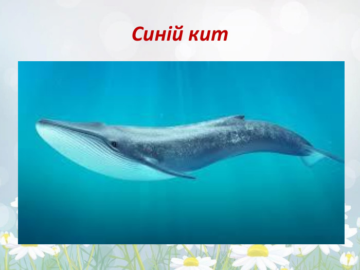 Синій кит