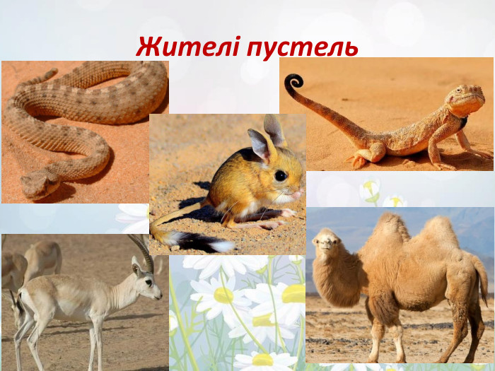 Жителі пустель
