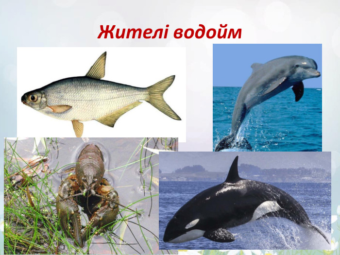 Жителі водойм