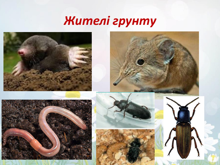 Жителі грунту 