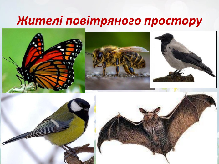 Жителі повітряного простору