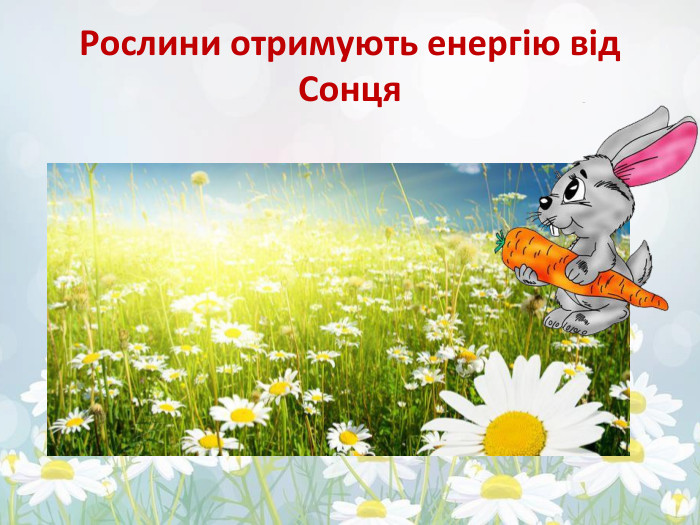 Рослини отримують енергію від Сонця