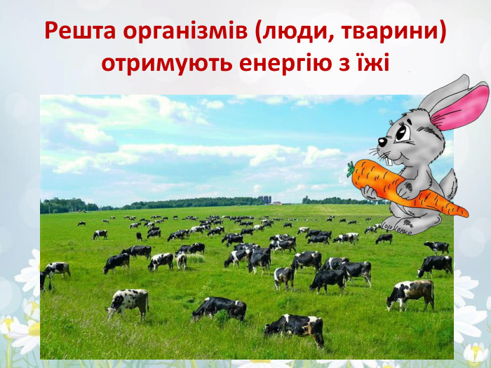 Решта організмів (люди, тварини) отримують енергію з їжі
