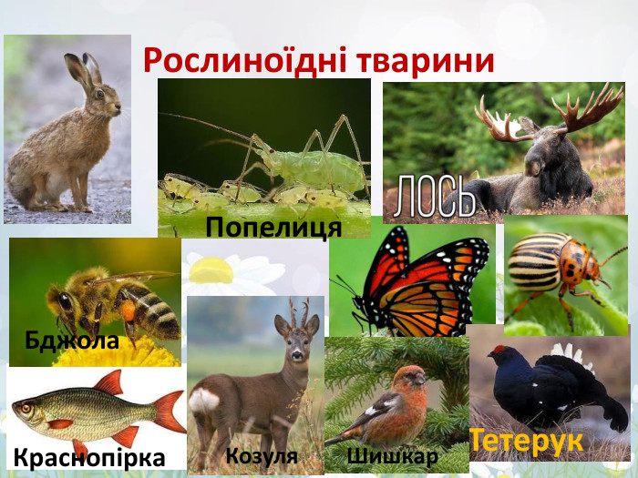 Рослиноїдні тварини. Попелиця. Краснопірка. Тетерук. Шишкар. Козуля. Бджола