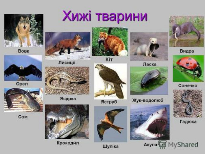 Хижі тварини