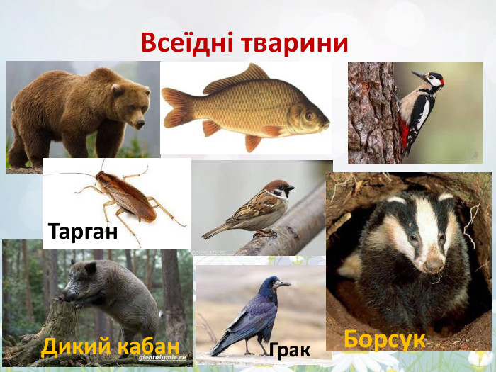 Всеїдні тварини. Грак. Борсук. Тарган. Дикий кабан