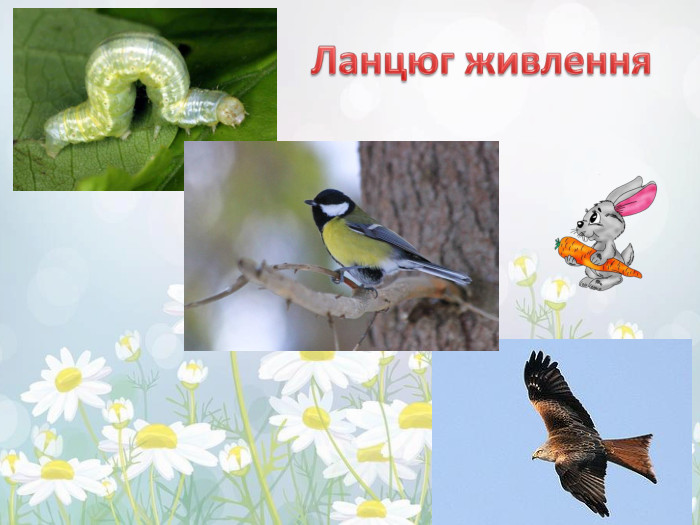 Ланцюг живлення
