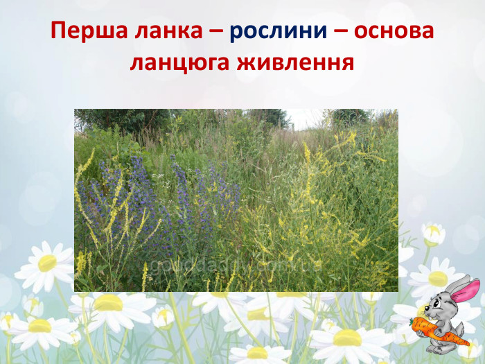 Перша ланка – рослини – основа ланцюга живлення