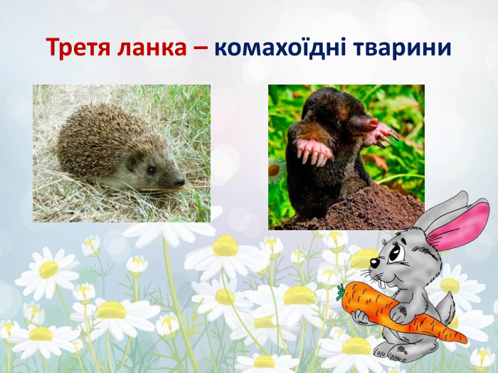 Третя ланка – комахоїдні тварини