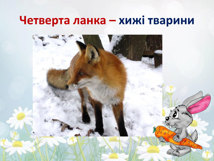 Четверта ланка – хижі тварини