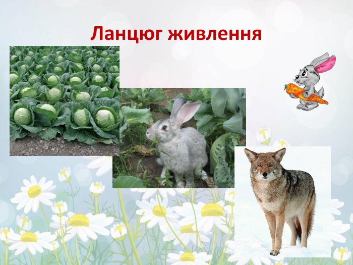 Ланцюг живлення