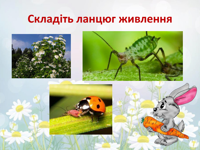 Складіть ланцюг живлення