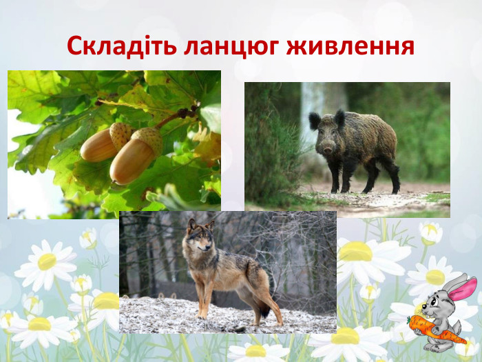 Складіть ланцюг живлення