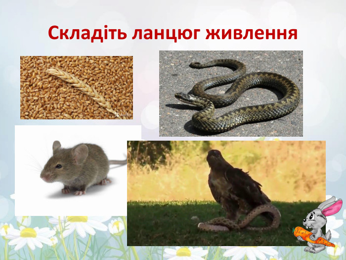 Складіть ланцюг живлення