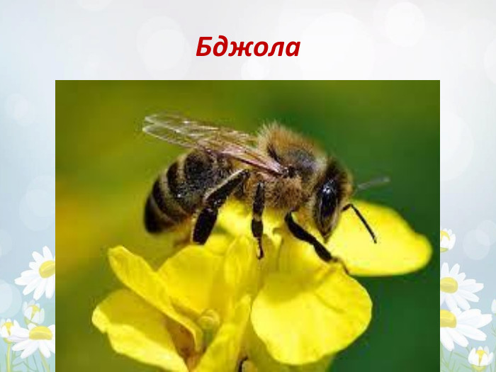 Бджола 
