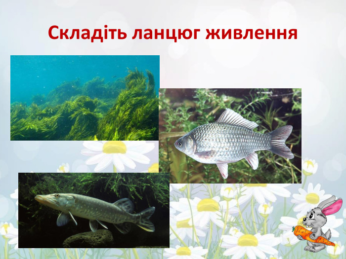 Складіть ланцюг живлення