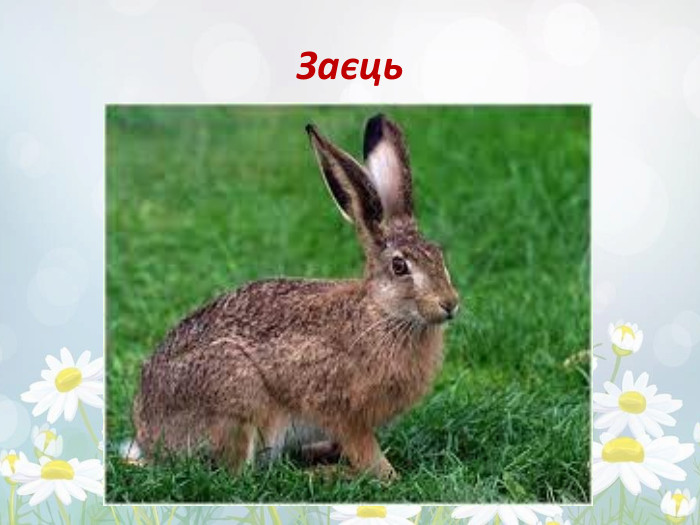 Заєць 
