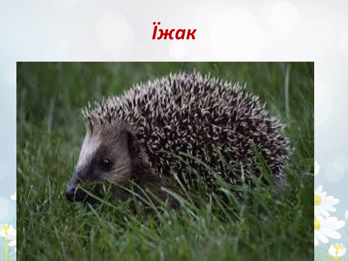 Їжак 