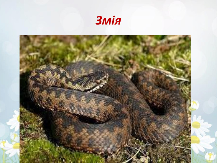 Змія 