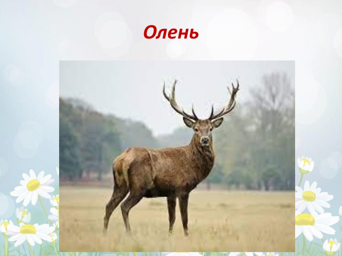 Олень 